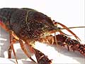 Guy Fanguy - Artist - Photographer - Guy Fanguy - Crawfish - Louisiana (6).jpg Size: 57552 - 9